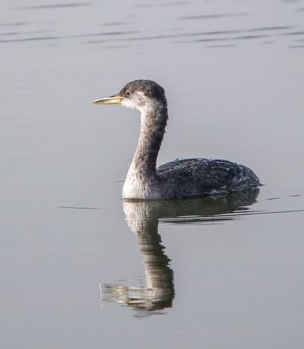 Red-necked Grebe - 2643 by Len Blumin is licensed under CC BY-NC-ND 2.0.
